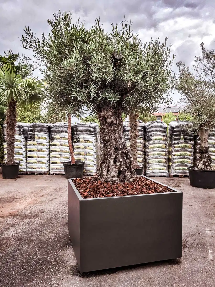 Großes Pflanzgefäß mit Olivenbaum in Anthrazit