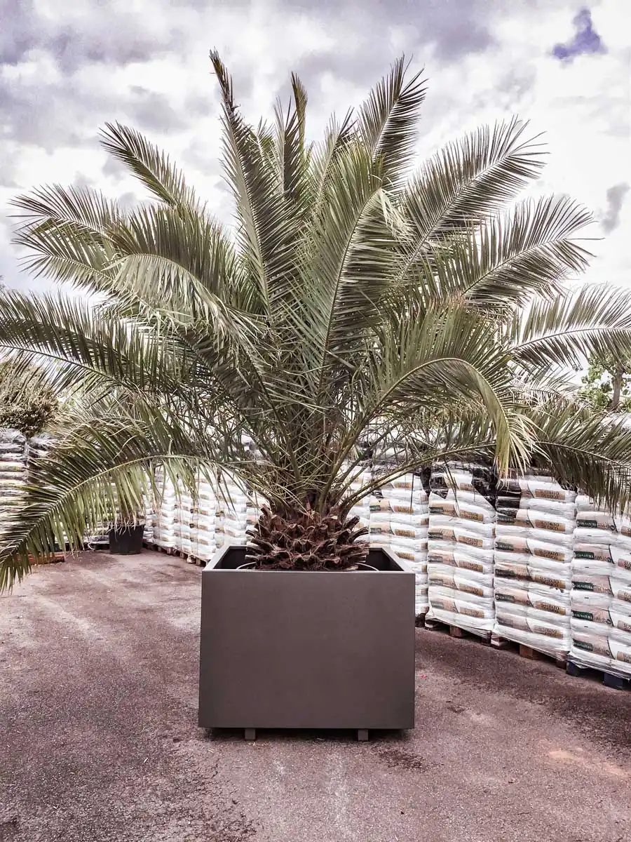 Großes Pflanzgefäß mit Palme in Anthrazit, pulverbeschichtet